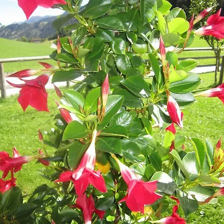 Rieserhof/fam. Meissnitzer *