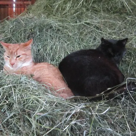 Κατάλυμα σε φάρμα Rieserhof/fam. Meissnitzer *