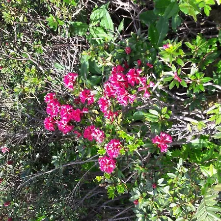 Rieserhof/fam. Meissnitzer Κατάλυμα σε φάρμα