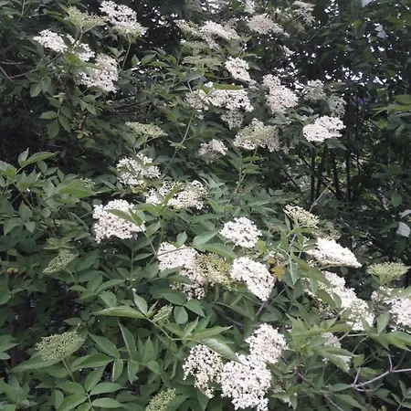 Farm stay Rieserhof/fam. Meissnitzer *