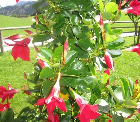 Rieserhof/fam. Meissnitzer *