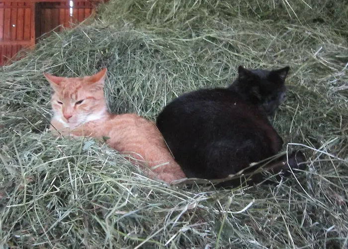 Agroturismo Rieserhof/fam. Meissnitzer *