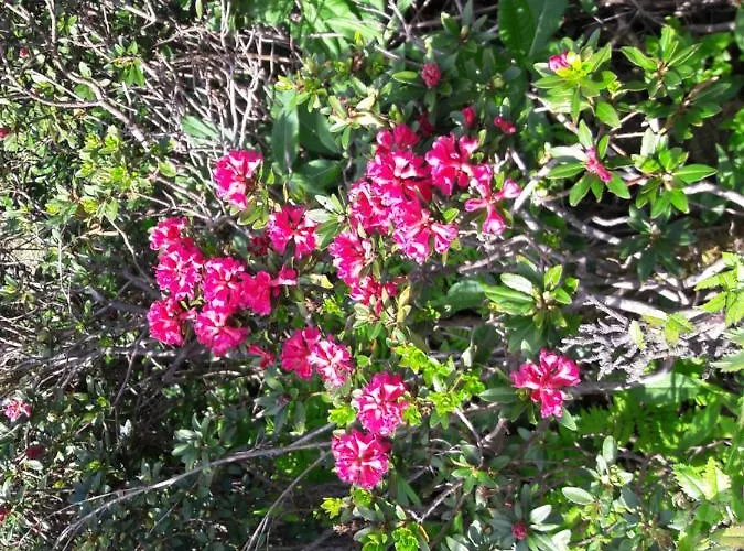 Rieserhof/fam. Meissnitzer Agroturismo