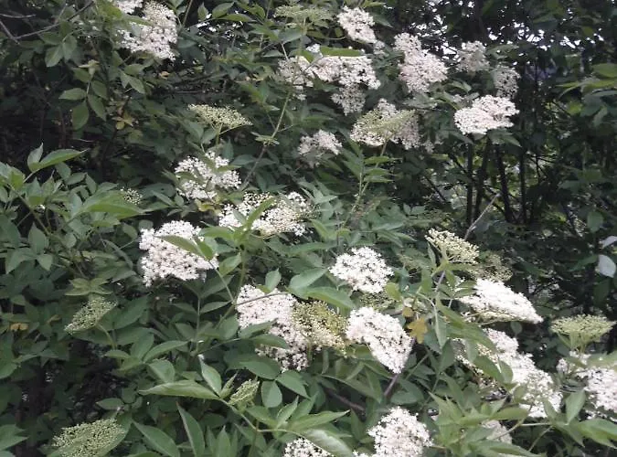 Фермерский дом Rieserhof/fam. Meissnitzer *