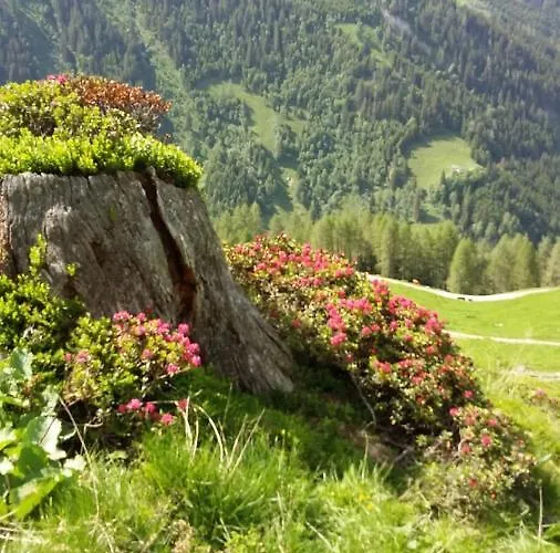 Rieserhof/fam. Meissnitzer